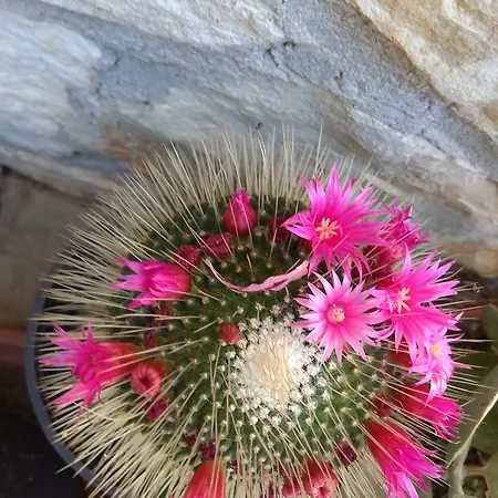 Pedrosu Farma Fertilia
